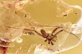 Detailed Fossil Nursery Web Spider (Pisauridae) In Baltic Amber #321726-1